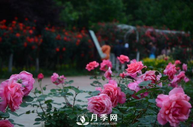 湖南植物園推出“夏之戀”玫瑰·月季繡球花展(圖1)