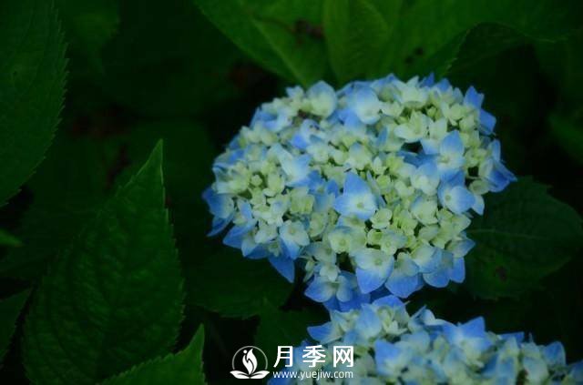 湖南植物園推出“夏之戀”玫瑰·月季繡球花展(圖2)