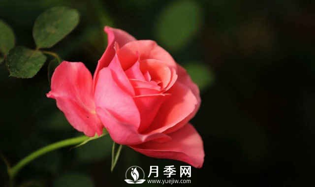 月季春季養(yǎng)護(hù)的幾個注意事項(圖1)