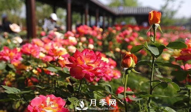 這些清新的月季花送給你(圖3)