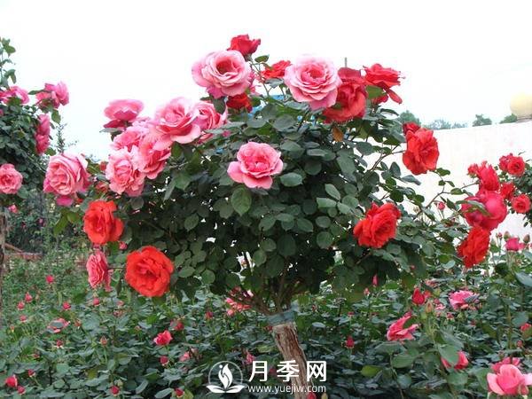 早春月季花萌芽的時候 你要這樣處理(圖1)