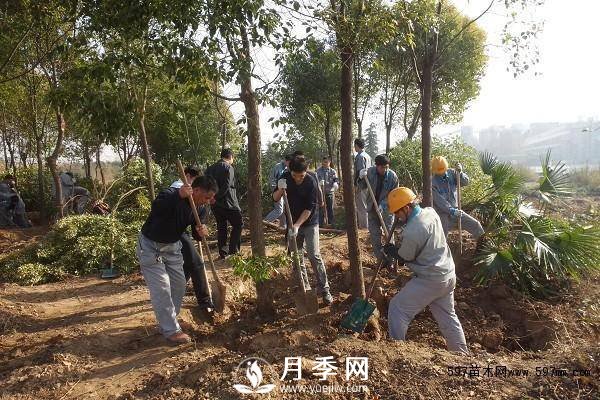 怎么保證苗木移植后100%成活呢？(圖1)