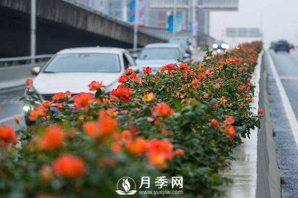 月季花期可調(diào)控，看武漢10月中旬月季花艷麗開放(圖1)