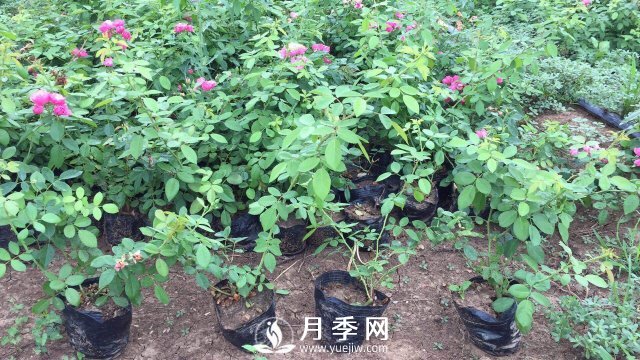 這些盆栽月季花苗都搶瘋了 買營養(yǎng)缽月季要快(圖2)