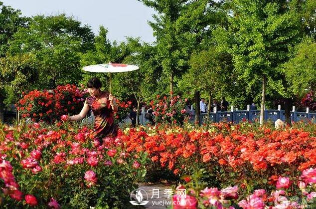 月季花的栽培 幾月栽培***適宜(圖1)