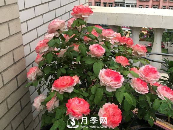 月季的控制花期及施肥管理辦法(圖1)