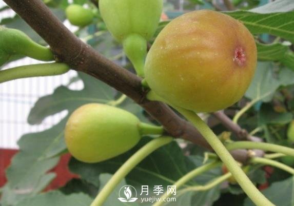 夏季無花果修剪技術(shù)措施(圖1)