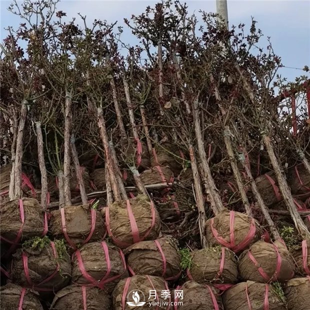 南陽(yáng)精品樹狀月季，讓城市景觀更美麗(圖2)