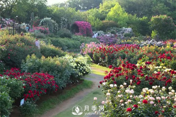 園林植物搭配技巧，不同觀賞植物的配置組合(圖1)