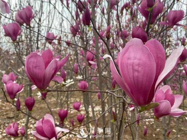 隨州廣水：種上月季花卉苗木 梅廟村花好鳥自來(圖3)