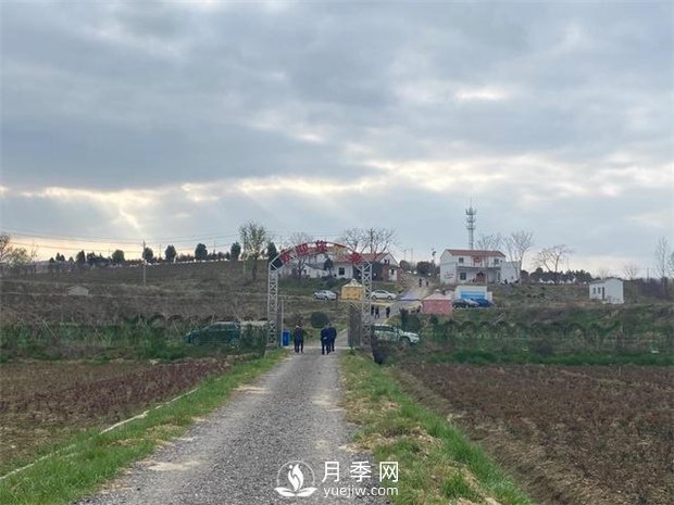 隨州廣水：種上月季花卉苗木 梅廟村花好鳥自來(圖2)