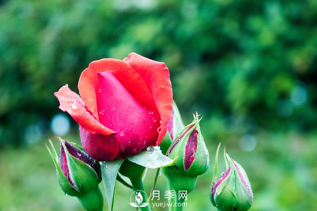 月季施肥和月季冬天養(yǎng)護，花友心得(圖1)