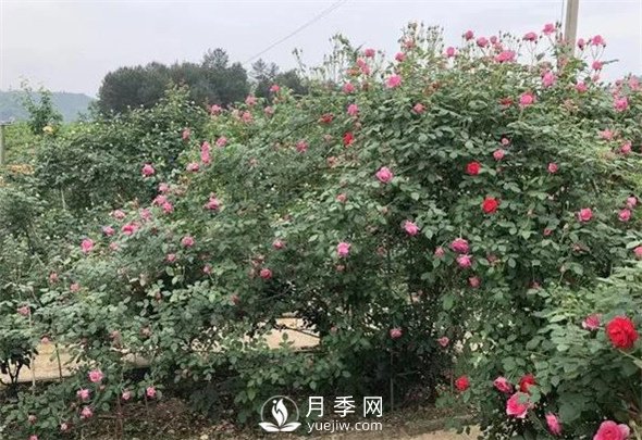 地栽月季花的養(yǎng)殖方法(圖1)