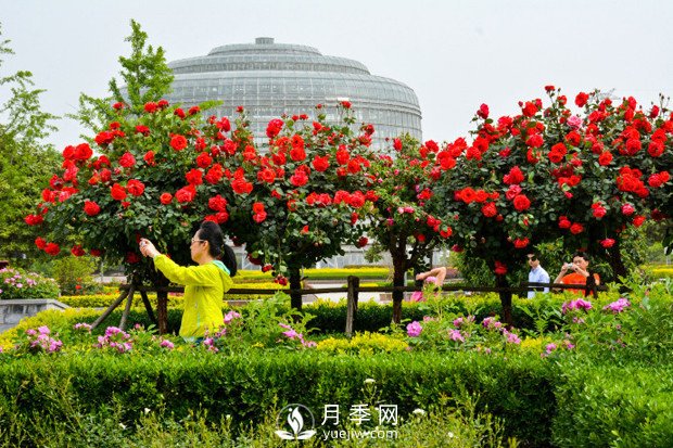 樹(shù)狀月季是怎么培養(yǎng)出來(lái)的？怎樣才能達(dá)到造型漂亮？(圖1)