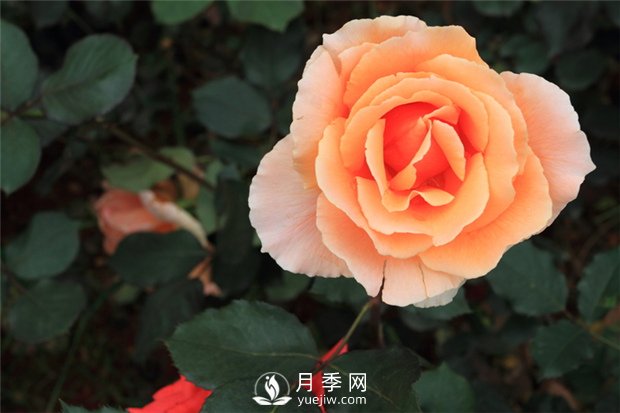 月季花澆水應(yīng)用注意什么，月季花怎么澆水(圖1)