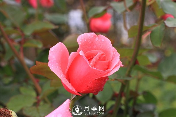 薔薇花、月季花和玫瑰花的區(qū)別(圖1)