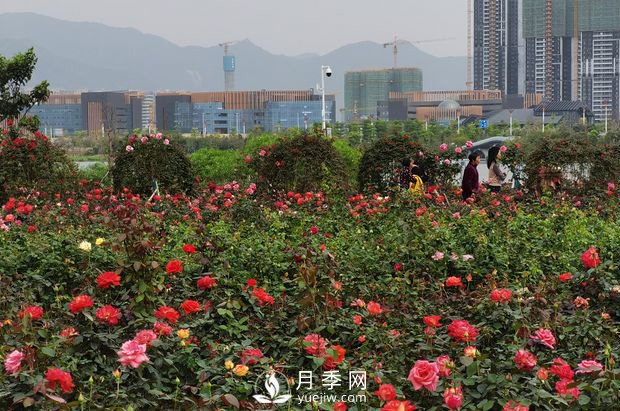 廣東肇慶硯陽湖景區(qū)月季島景觀(圖1)