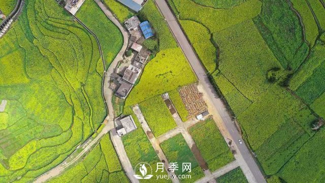 云南曲靖：羅平八十萬畝油菜花開春滿園(圖1)