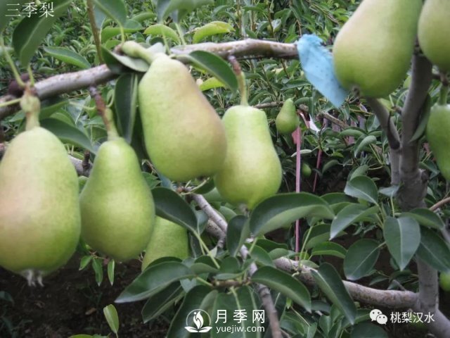 不同品種梨的缺點(diǎn)(圖32)