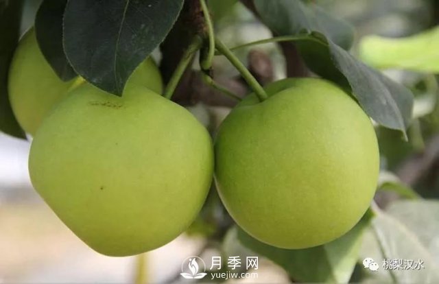 不同品種梨的缺點(diǎn)(圖18)