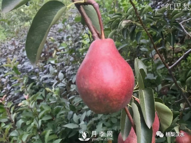 不同品種梨的缺點(diǎn)(圖25)