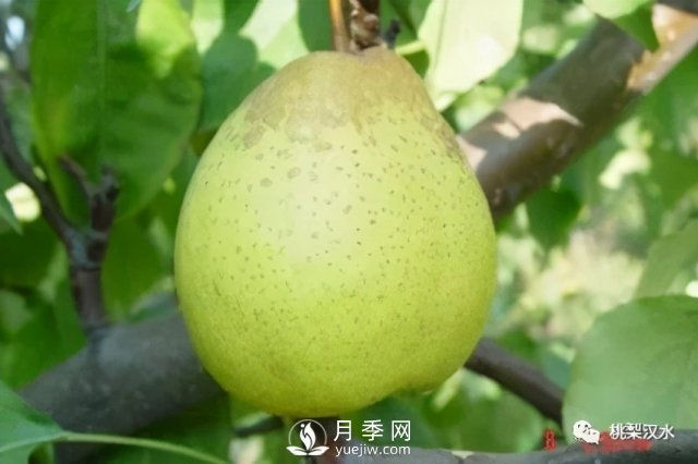 不同品種梨的缺點(diǎn)(圖2)