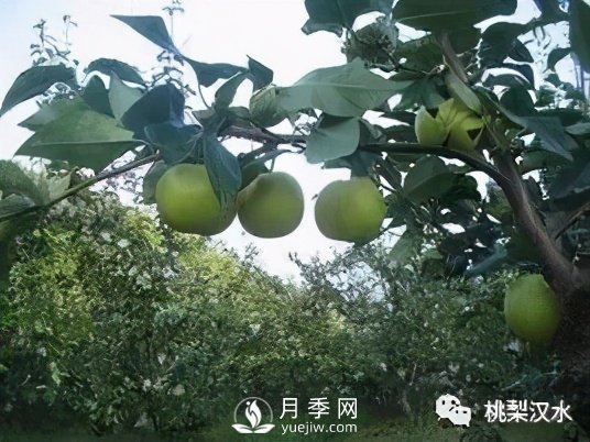 不同品種梨的缺點(diǎn)(圖16)