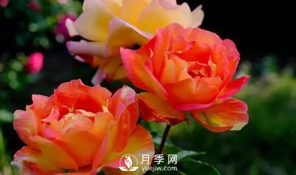 4月養(yǎng)月季需要4點，避免畸形，養(yǎng)出漂亮的月季花(圖1)