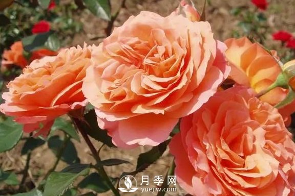 4月養(yǎng)月季需要4點，避免畸形，養(yǎng)出漂亮的月季花(圖3)