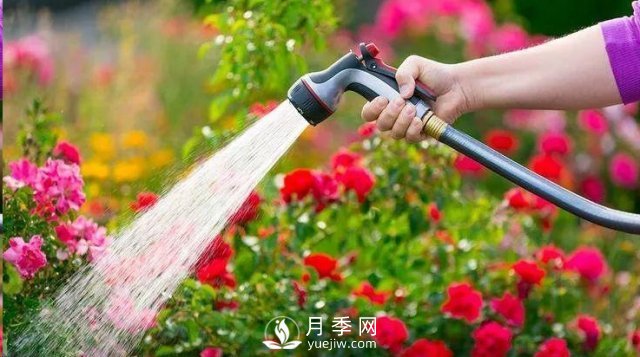 封閉陽(yáng)臺(tái)養(yǎng)好月季花？室內(nèi)陽(yáng)臺(tái)養(yǎng)月季的4大注意事項(xiàng)(圖2)