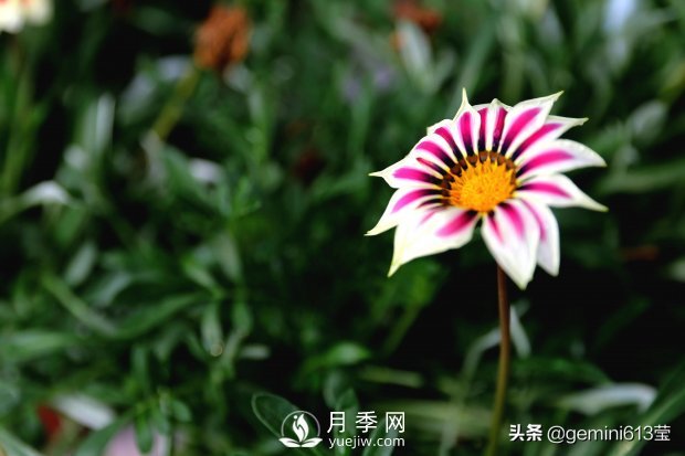 上海植物園里總有一款月季花會在不經(jīng)意間征服你(圖4)