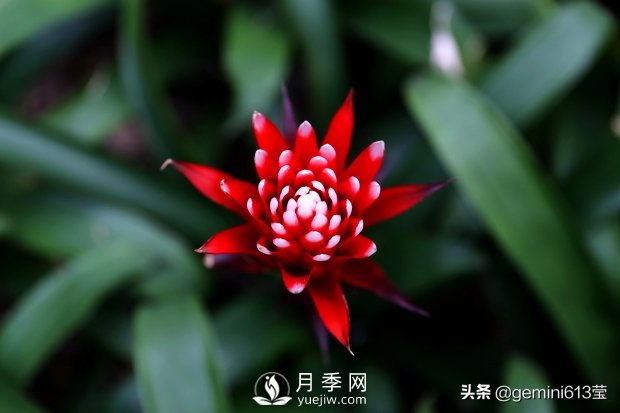 上海植物園里總有一款月季花會在不經(jīng)意間征服你(圖6)