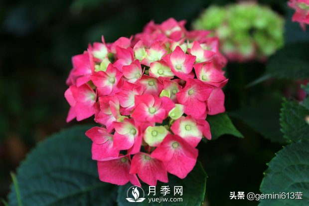 上海植物園里總有一款月季花會在不經(jīng)意間征服你(圖3)