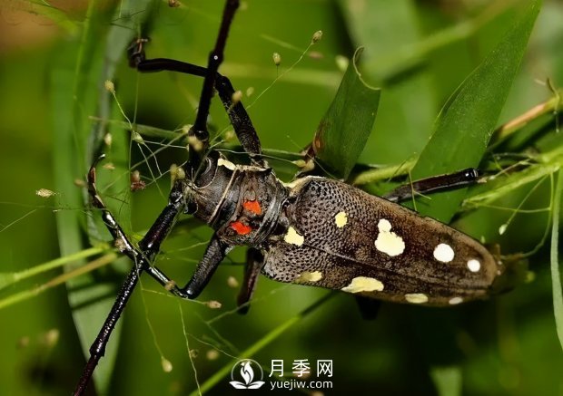 園林綠化樹木3-5月份養(yǎng)護(hù)管理要點(圖6)