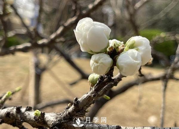 河南省氣象局發(fā)布花期地圖 洛陽(yáng)牡丹花4月3日進(jìn)入初花期(圖2)