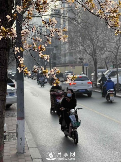 河南省氣象局發(fā)布花期地圖 洛陽(yáng)牡丹花4月3日進(jìn)入初花期(圖4)