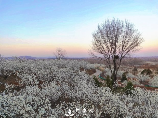 南陽美景：聞香賞花 莫負春光(圖1)