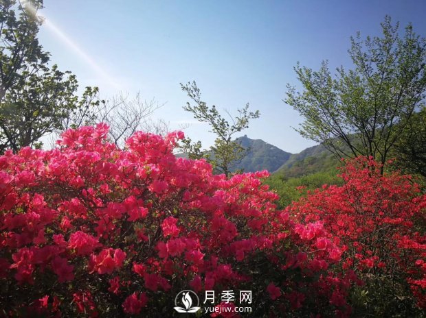 南陽美景：聞香賞花 莫負春光(圖3)