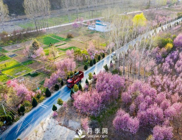 南陽美景：聞香賞花 莫負春光(圖2)