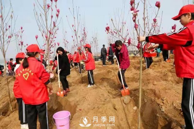 南召玉蘭：義務植樹7萬余株 共建綠色家園(圖1)