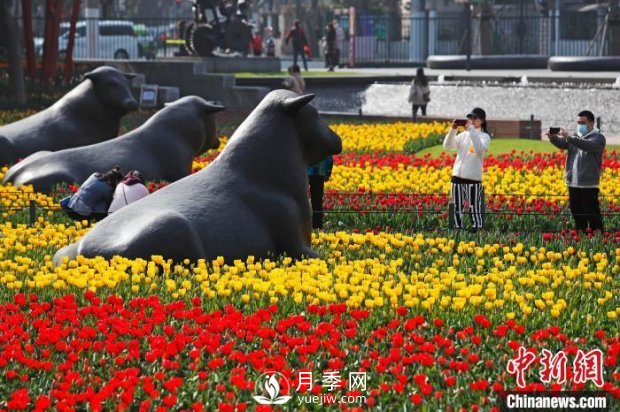 上海：民眾戶外賞花郁金香感受生活(圖1)