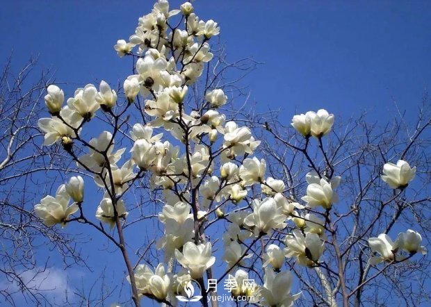 南陽(yáng)南召：玉蘭花大全，5種玉蘭簡(jiǎn)介(圖1)