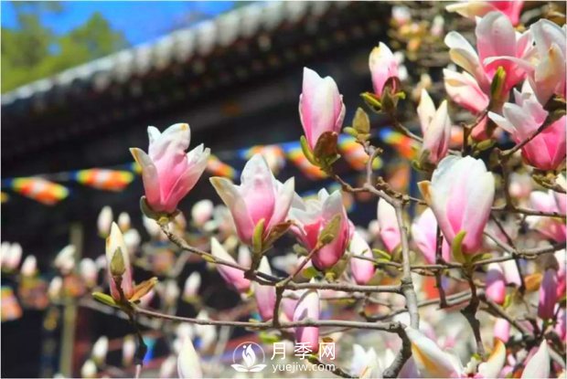 南陽(yáng)南召：玉蘭花大全，5種玉蘭簡(jiǎn)介(圖3)