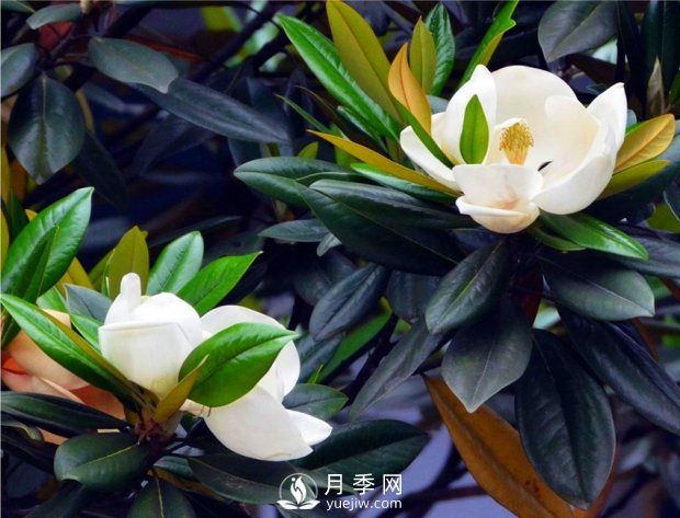 南陽(yáng)南召：玉蘭花大全，5種玉蘭簡(jiǎn)介(圖4)