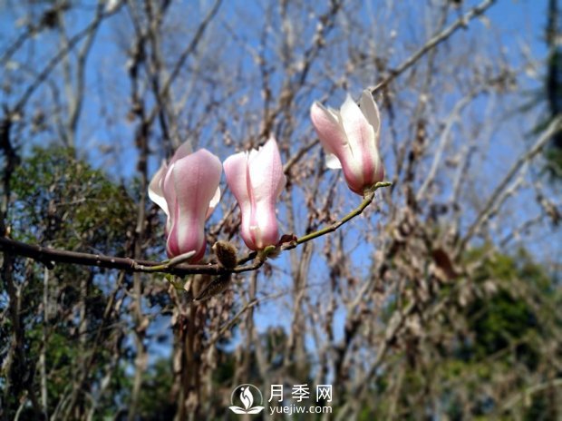 南陽(yáng)南召：玉蘭花大全，5種玉蘭簡(jiǎn)介(圖5)