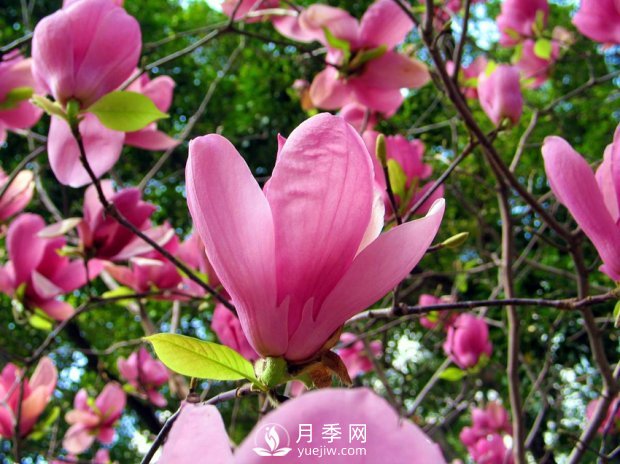 南陽(yáng)南召：玉蘭花大全，5種玉蘭簡(jiǎn)介(圖2)