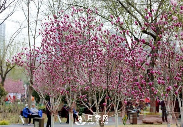 “綠滿商都 花繪鄭州”經(jīng)緯廣場2021玉蘭文化展(圖1)