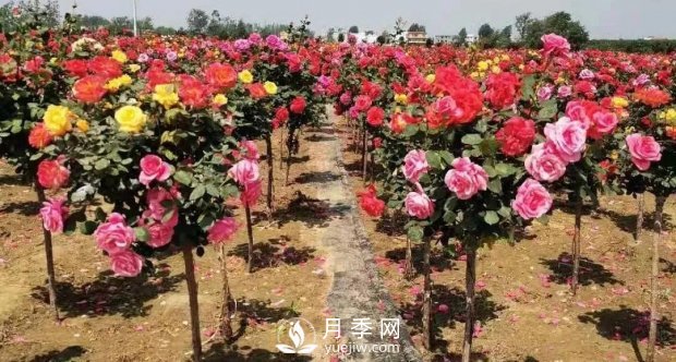 安徽阜陽(yáng)網(wǎng)紅打卡地誕生：阜南恒居月季花海等您來(lái)！(圖5)