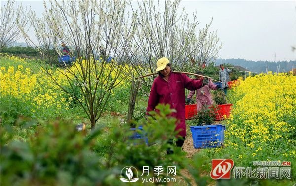 懷化靖州：苗木俏銷 綠色富民(圖1)