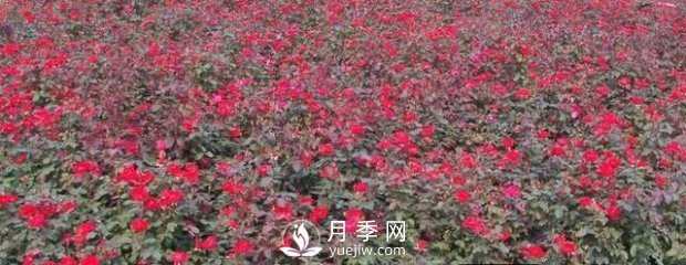 南陽紅帽子月季基地批發(fā)(圖4)